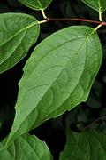 sweet mock-orange ، English dogwood